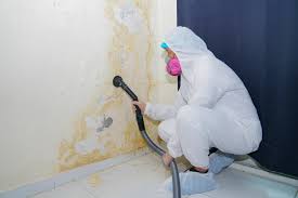 Why You Should Choose Our Mold Remediation Services in Somerset, KY